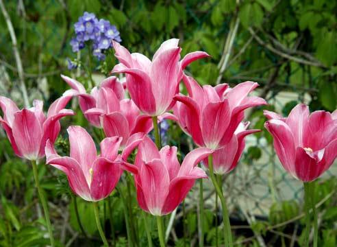 Тюльпаны, Tulipa