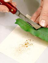 Сбор спор папоротника Сбор спор папоротника