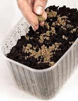 Распределение спор на почве Распределение спор на почве