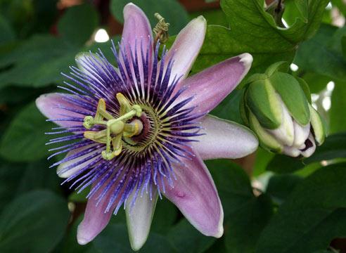 Пассифлора голубая, Passiflora caerulea