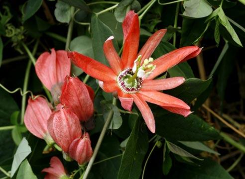 Пассифлора кистецветная, Passiflora racemosa