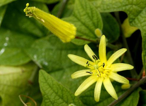 Пассифлора цитрина, Passiflora citrina