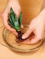 Подготовка кактуса к посадке