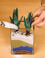 Посадка кактуса в песок