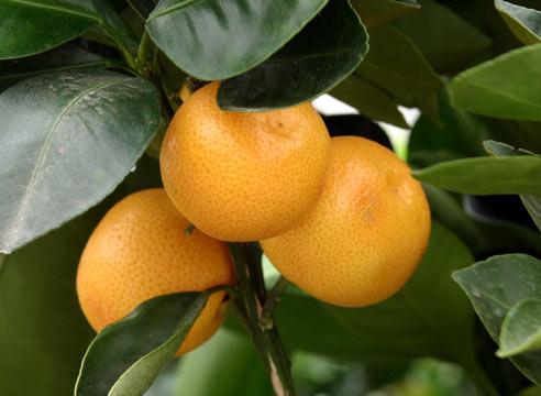 Апельсин, Citrus sinensis