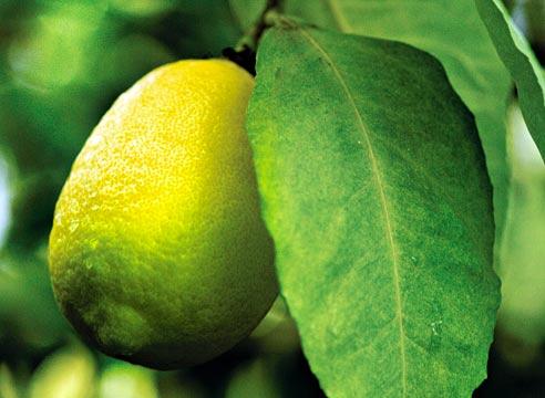 Лимон, Citrus limon
