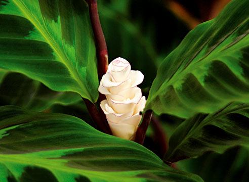 Калатея Варшевича, Calathea Warschevichi