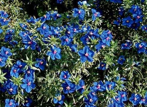 Анагаллис Монелли, Anagallis monellii ssp. linifol