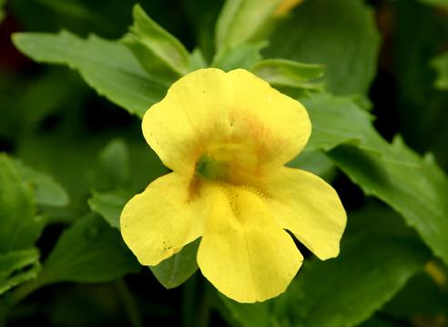 Мимулюс гибридный, Mimulus x hybridus