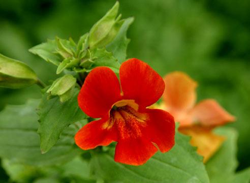 Мимулюс гибридный, Mimulus x hybridus