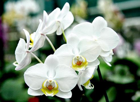 Фаленопсис гибридный, Phalenopsis