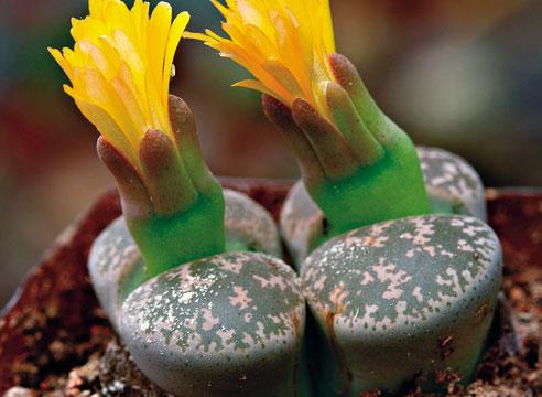 Литопс, Lithops lesliei