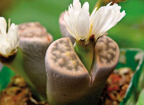 Литопс, Lithops karasmontana