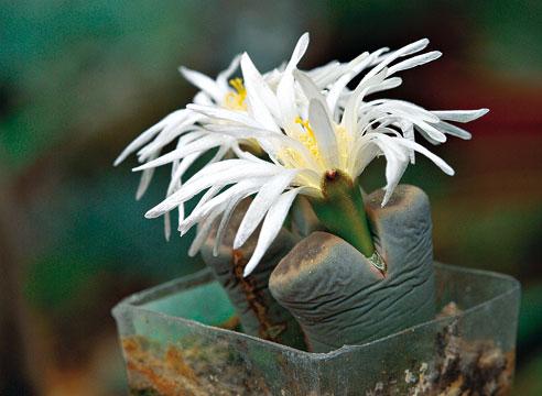 Литопс, Lithops karasmontana