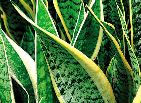 Сансевиера трехполосая, Sansevieria 