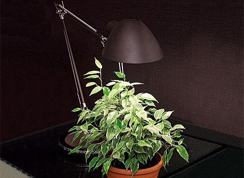 Комнатное растение под лампой