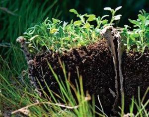 После засух растения намного хуже поглощают углекислоту