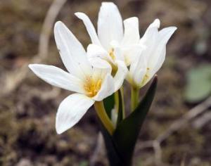 В Ростовской области появится питомник исчезающих видов