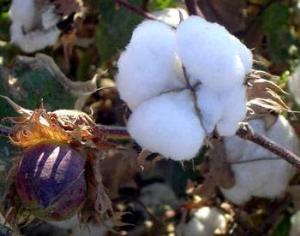 Хлопок-защитник