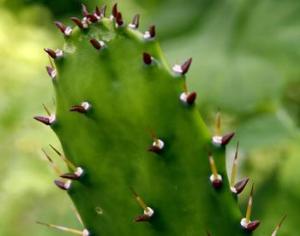 "Колючий мексиканец" в Дарвиновском музее