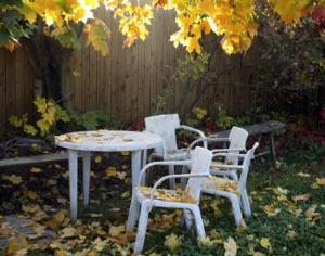 Открыты гены, отвечающие за листопад