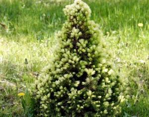 Плантация клонов