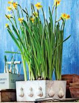 Кашпо для растений