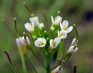 Растения узнают "своих"