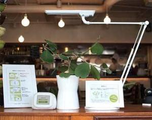 Хойя завела блог в интернете