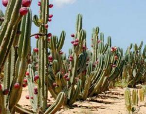 Кактусы защитят микрочипом