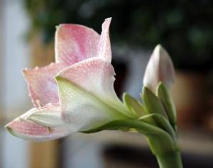 Грядет "Бал цветов"