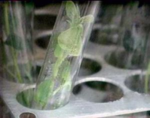 Ученые вырастили полезный табак