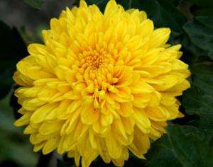 Бал хризантем в Никитском ботаническом саду