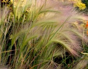 Лекарство от глобального потепления - злаки