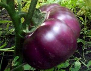 Помидоры для профилактики рака