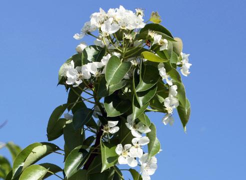 Груша, цветение, Pyrus communis