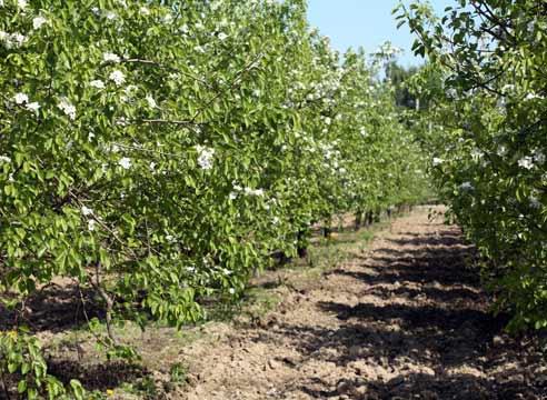 Груша в саду, Pyrus communis