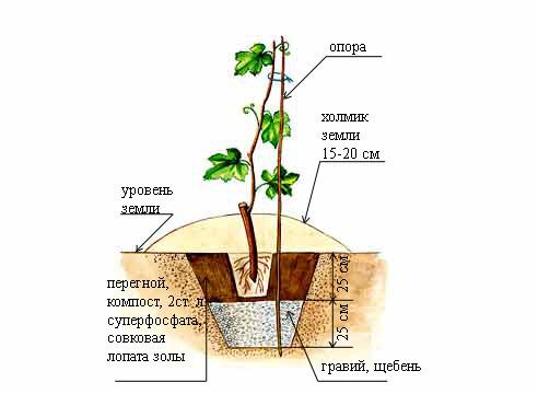 Как посадить виноград: когда сажать, куда сажать и как + метод РостиславаШарова