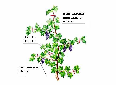 Виноград, прищипывание и пасынкование