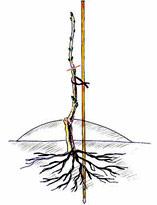 Обрезка вызревающейся лозы первого года