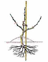 Обрезка лозы винограда второго года