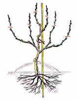 Обрезка побегов винограда третьего года