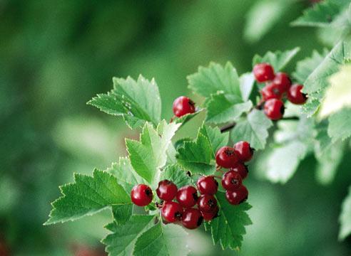 Боярышник, плоды, Crataegus