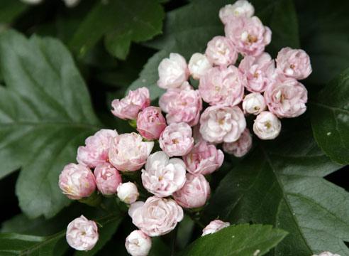 Боярышник, цветение, Crataegus