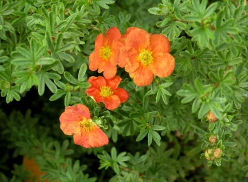 Курильский чай, Potentilla fruticosa