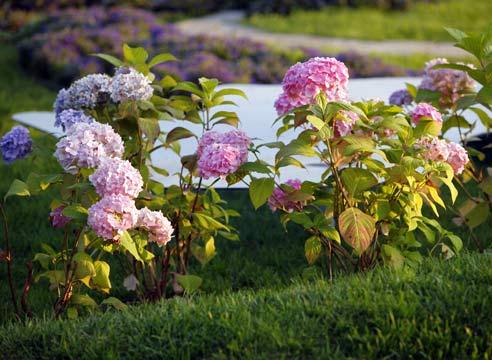 Гортензия, цветение, Hidrangea