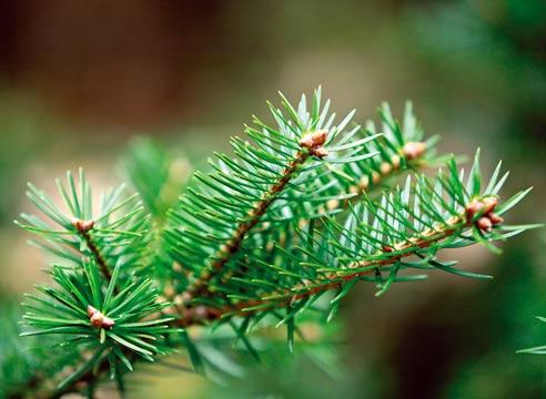 Пихта сахалинская, Abies sachalinensis