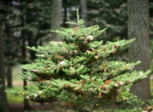 Пихта корейская, Abies koreana