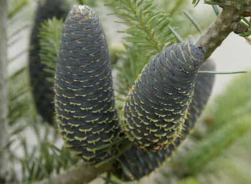 Пихта корейская, шишки, Abies koreana