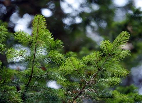 Пихта сибирская, Abies sibirica